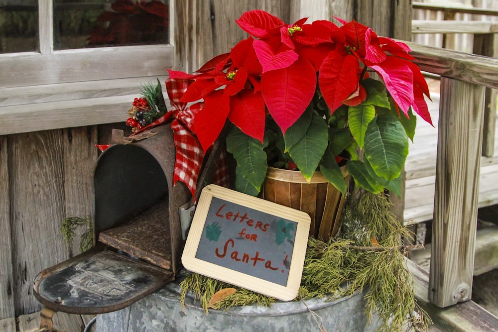 red poinsettia flowers near photo frame