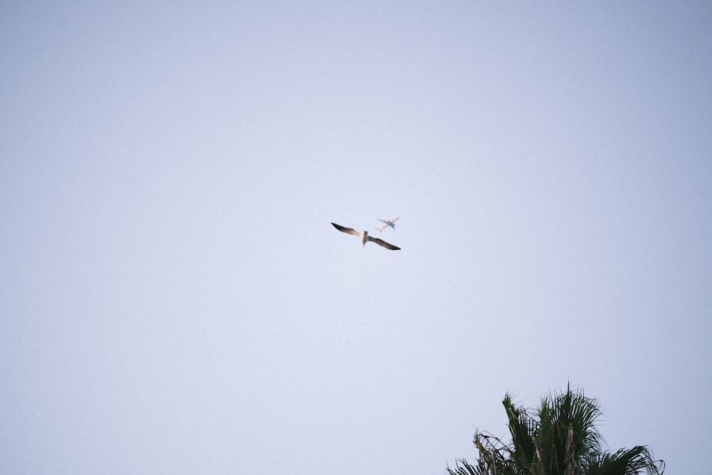 white bird flying on sky during daytime