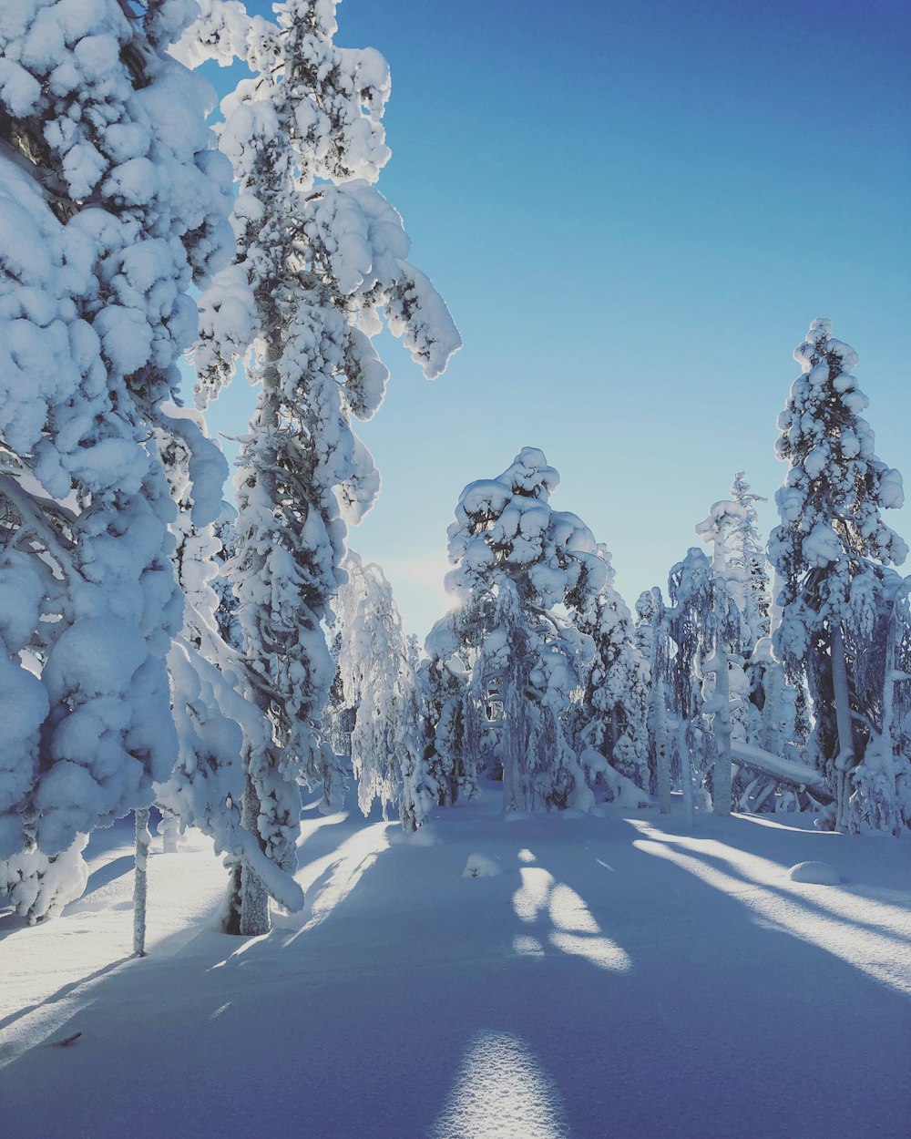 trees covered in snow