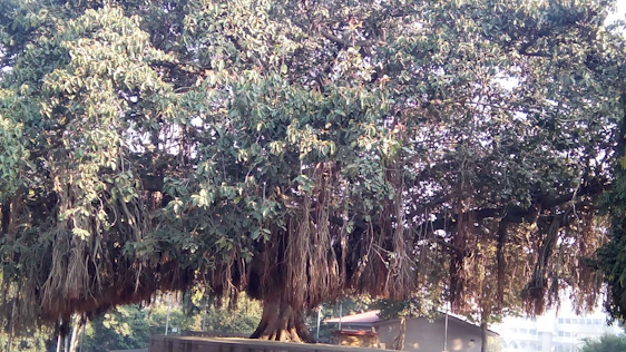A serene banyan tree spreading wide branches over a peaceful community gathering.