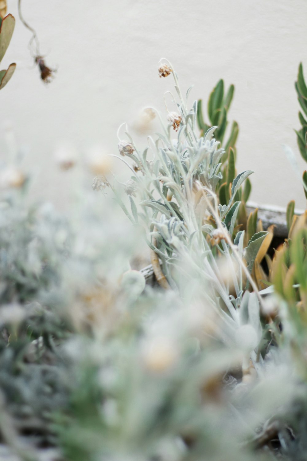 fleurs blanches