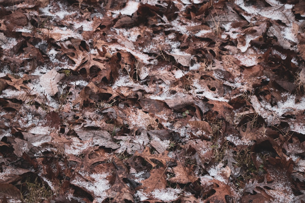 brown leaves on snow covered ground