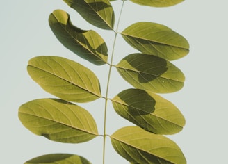 green-leafed plant