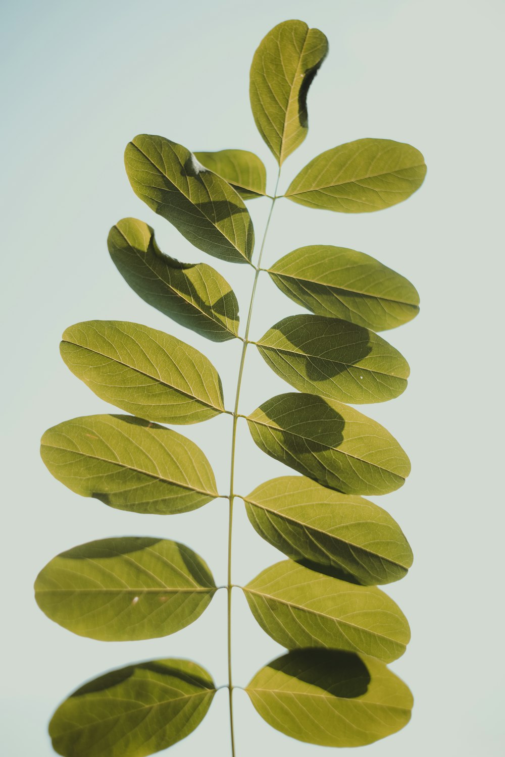 green-leafed plant