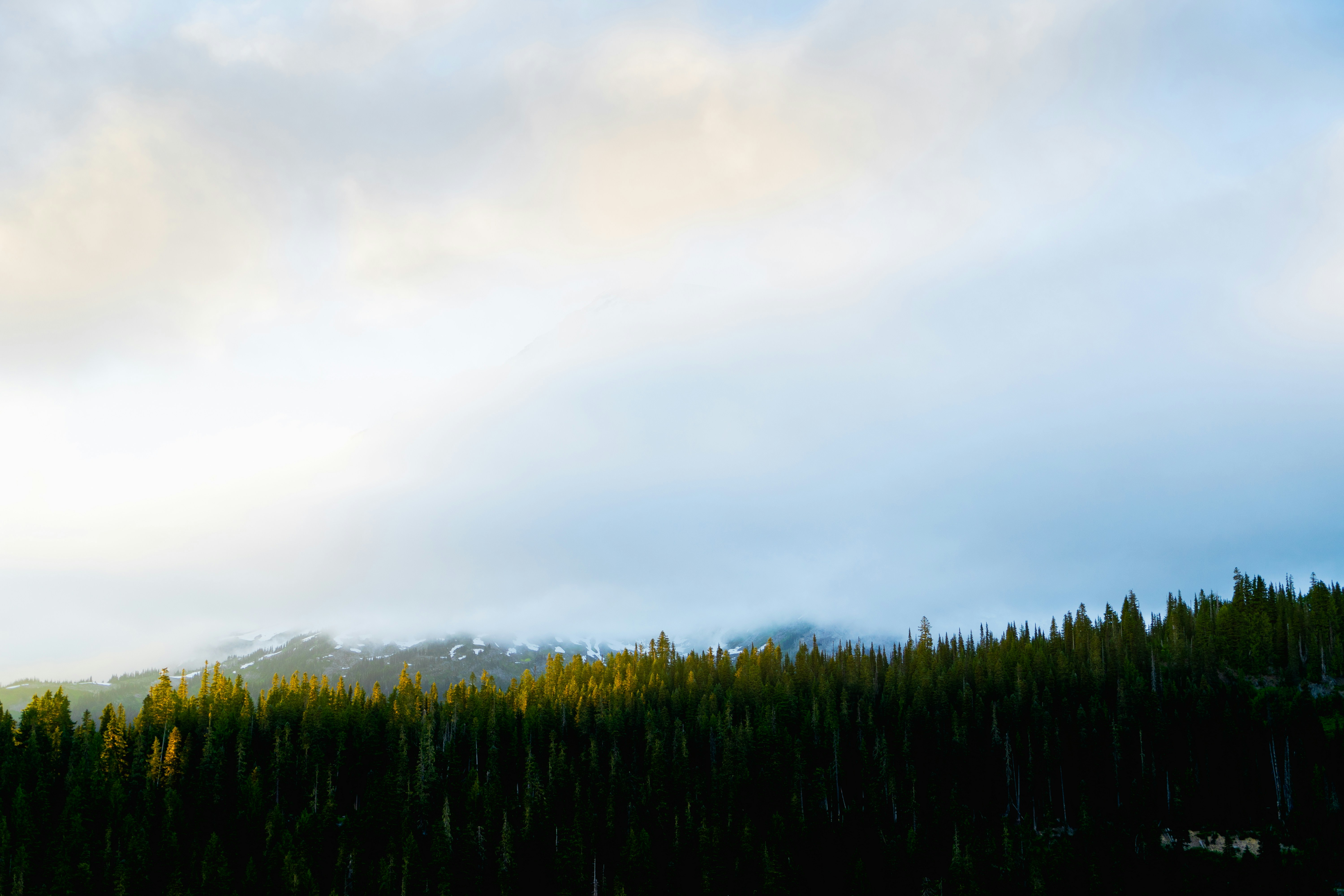 nubes blancas sobre un campo de maíz verde