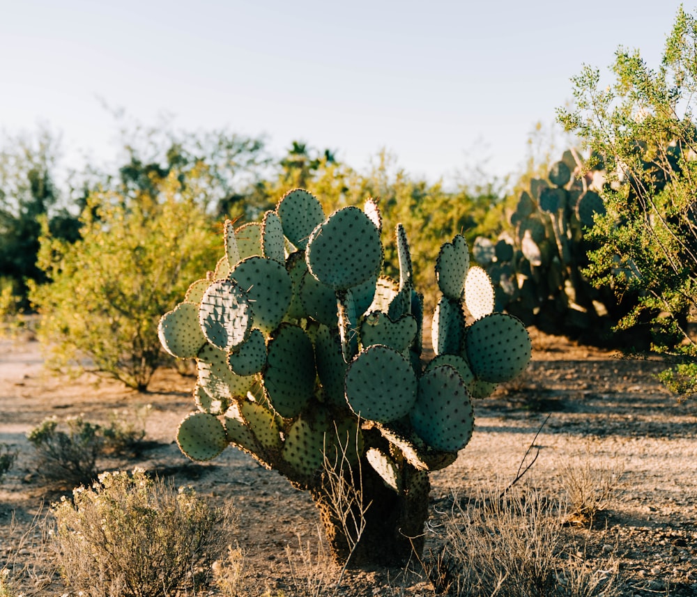 encrusted cactus plant