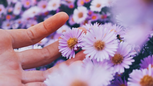 purple multi-petaled flowers