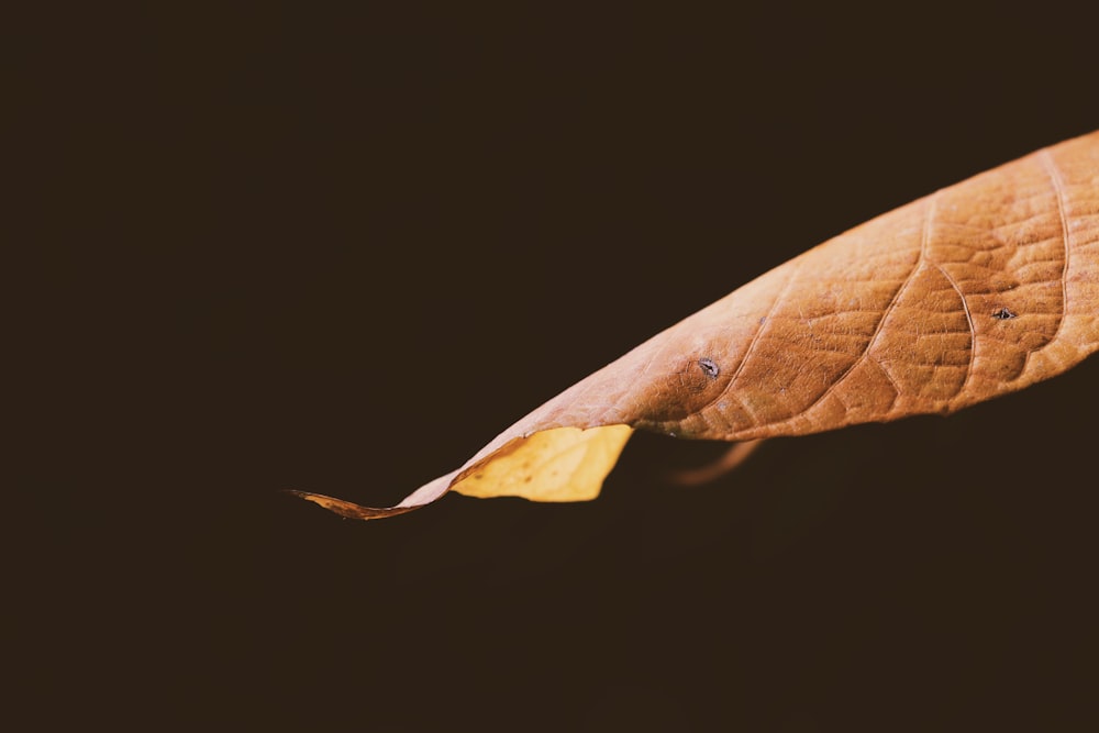 brown dried leaf