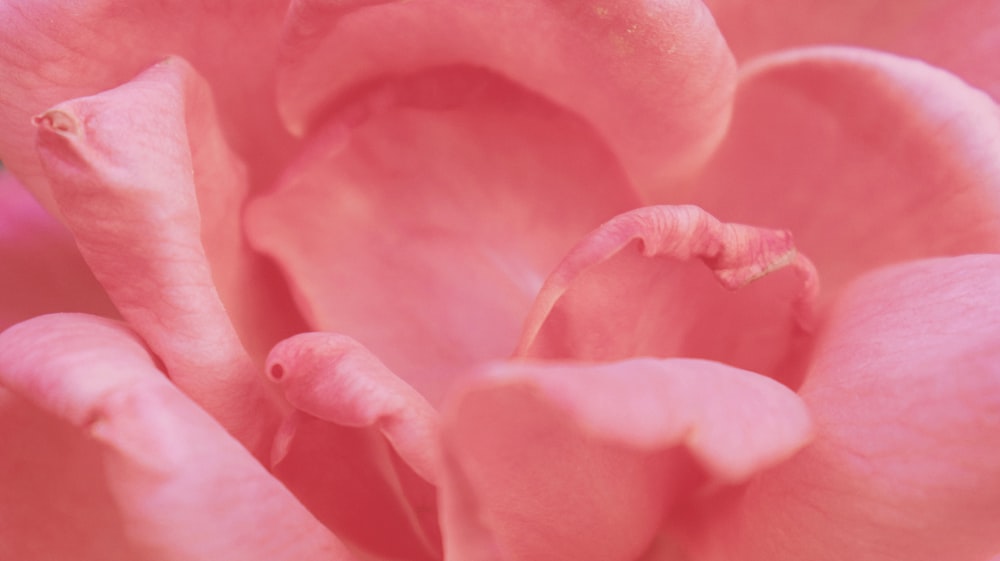 pink-petaled flower