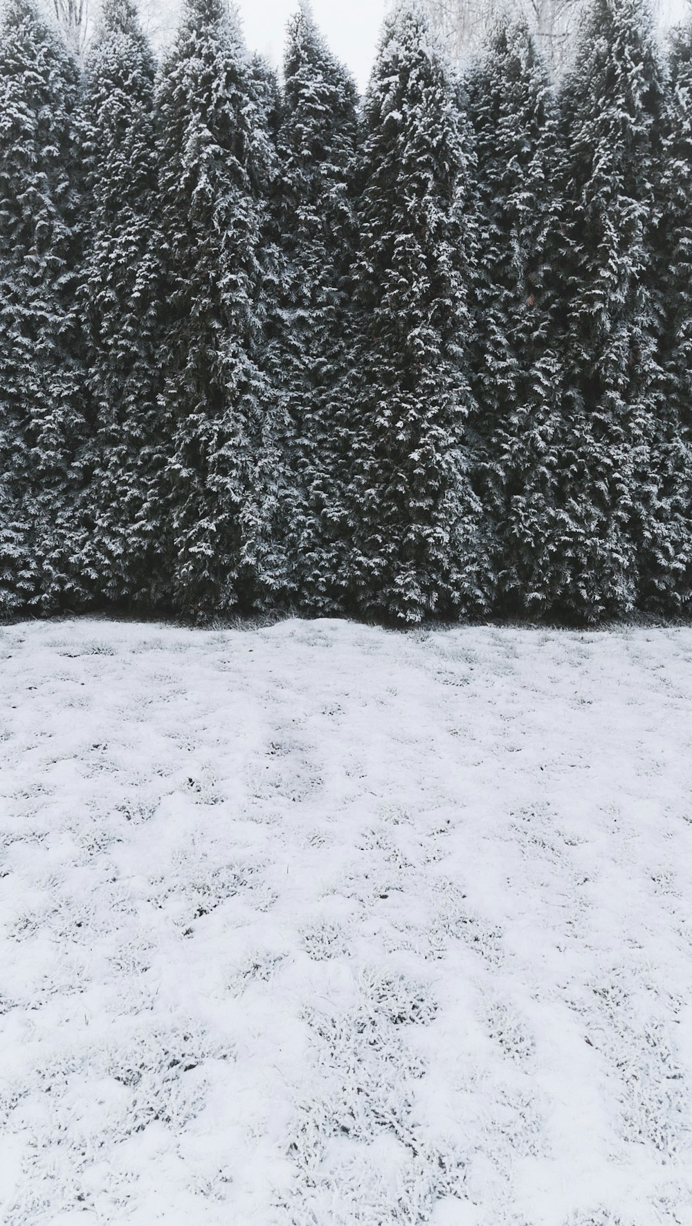 pine trees on snowfield