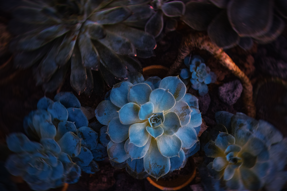 succulents in pots