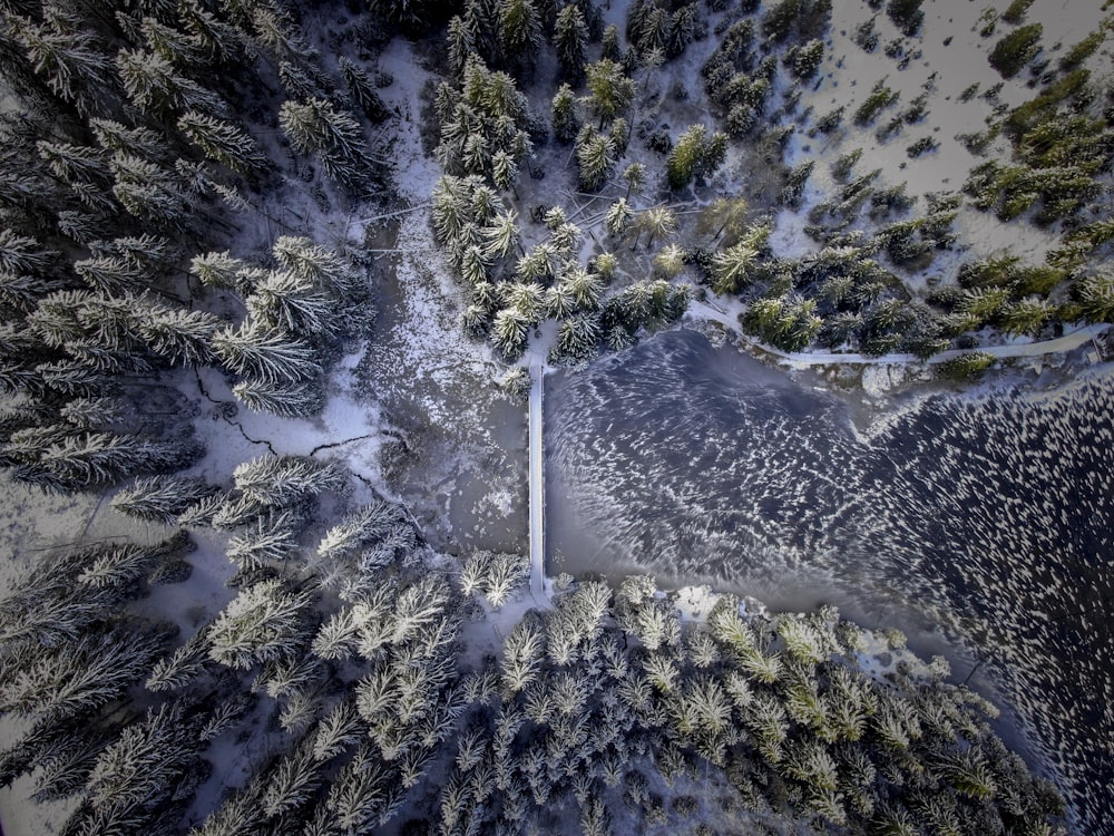 Photographie aérienne d’arbres