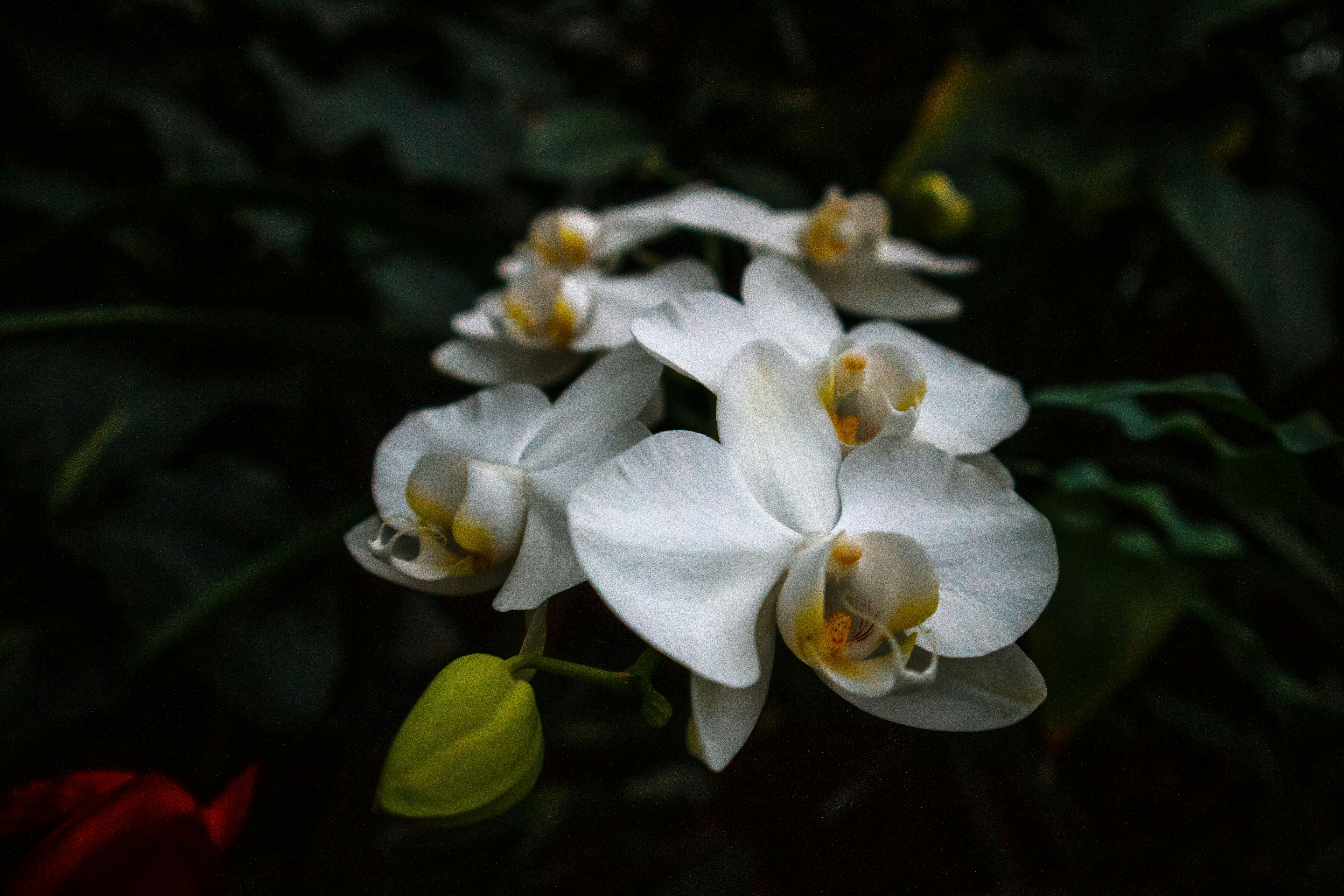 white orchids