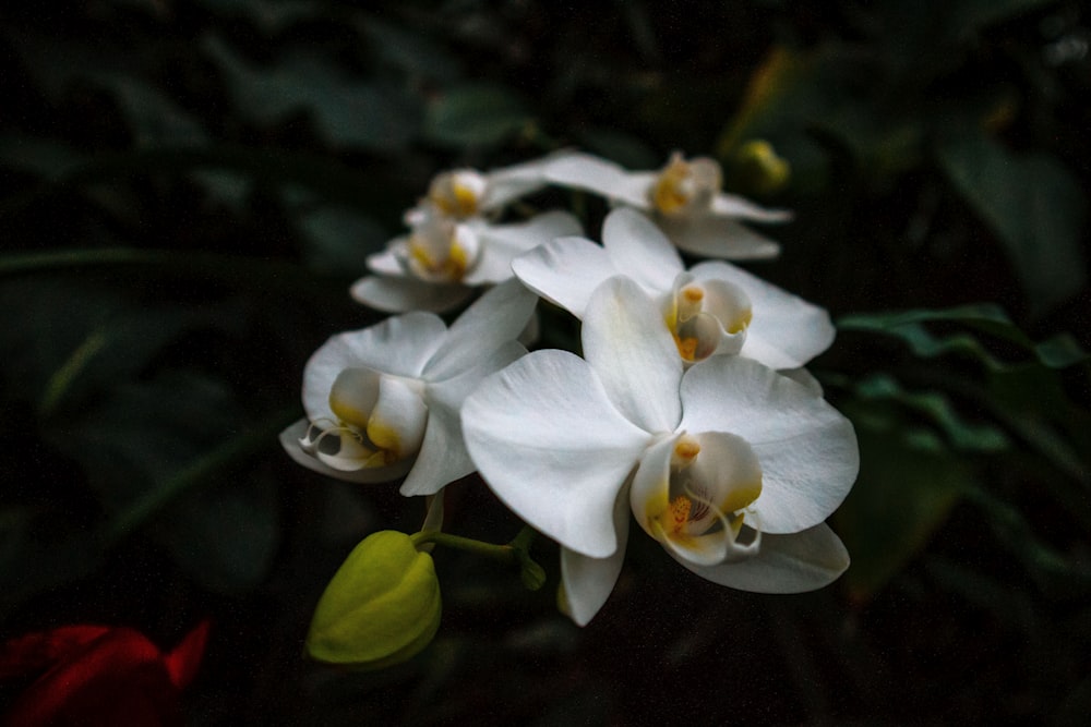 white orchids