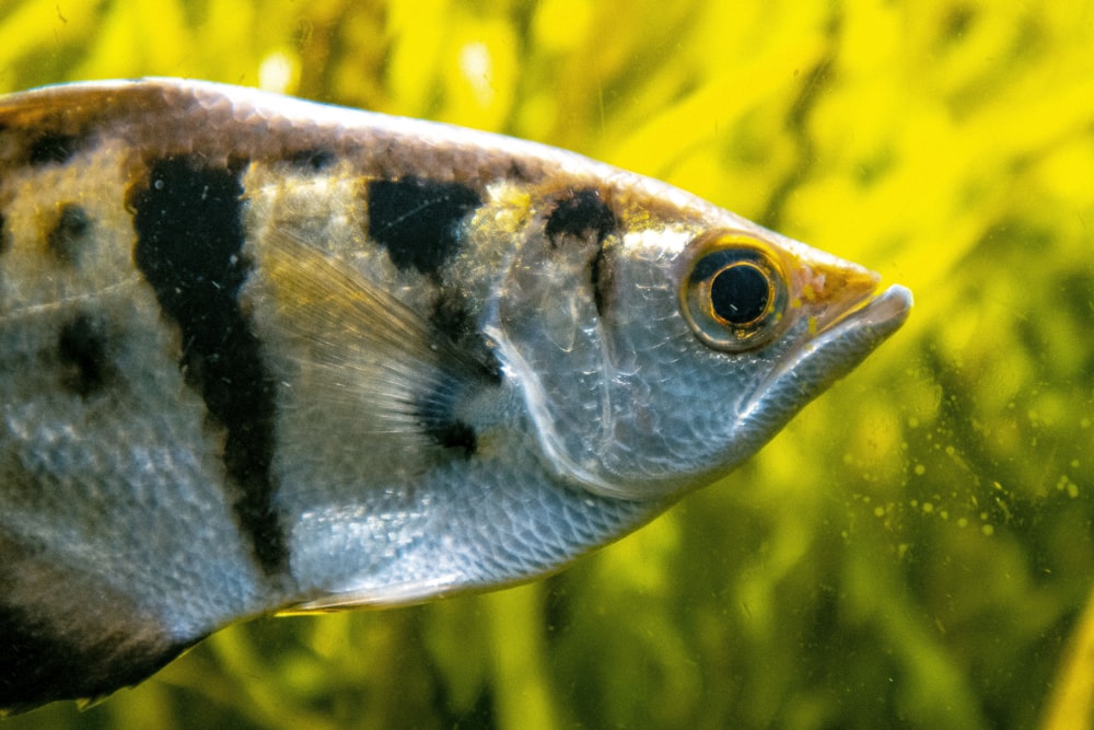close up photography of gray pet fish