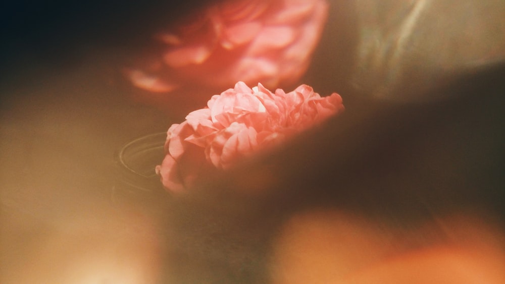 a pink flower sitting on top of a table