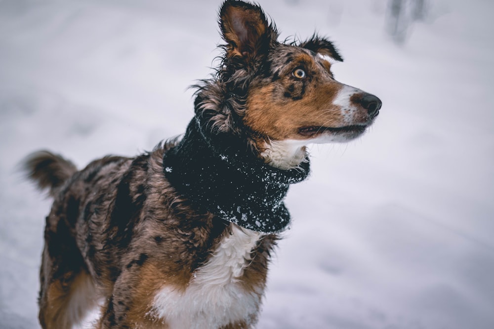 short-coated gray and tan dog on selective focus photo