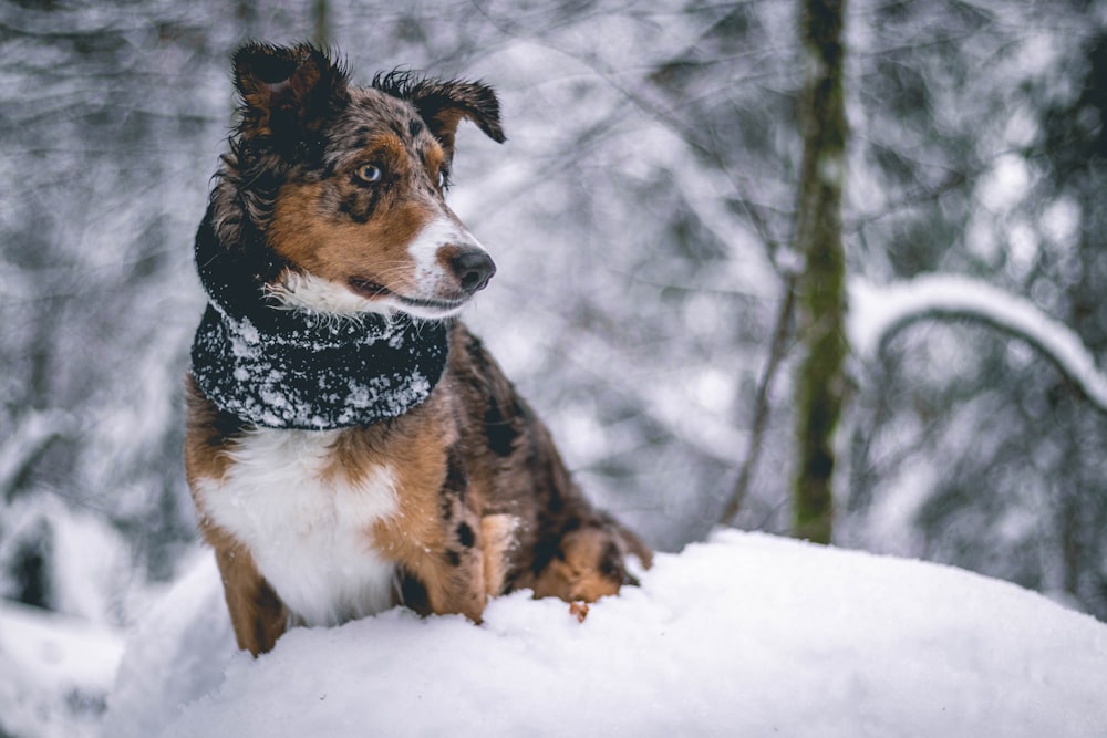 brown, black, and white puppy standing on snow