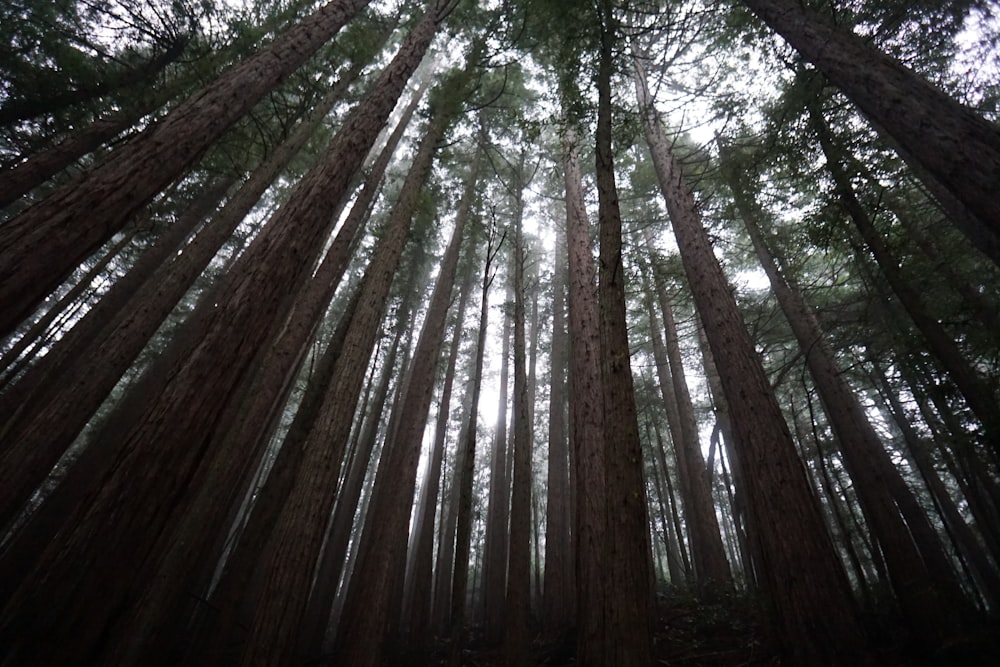 low angle view forest trees