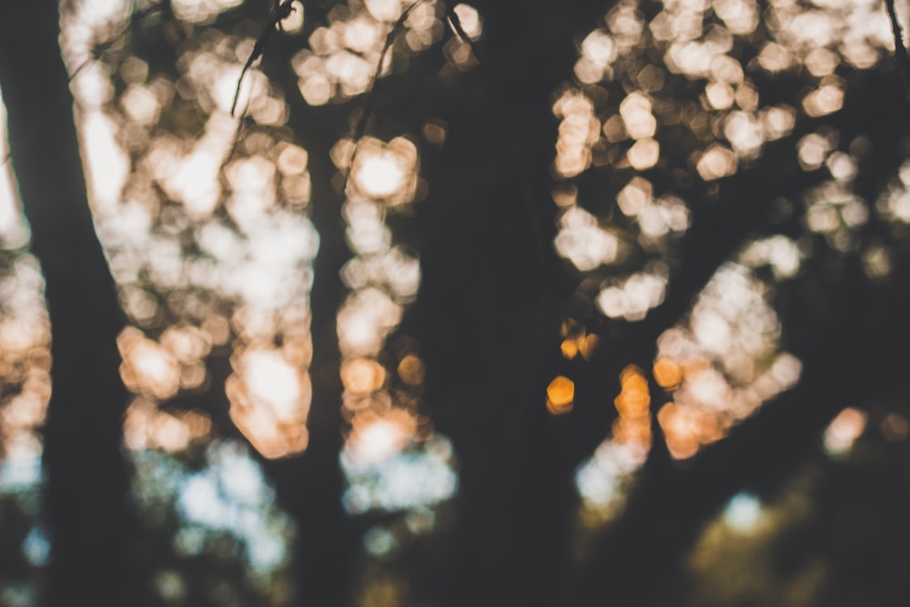 bokeh photography of trees during daytime