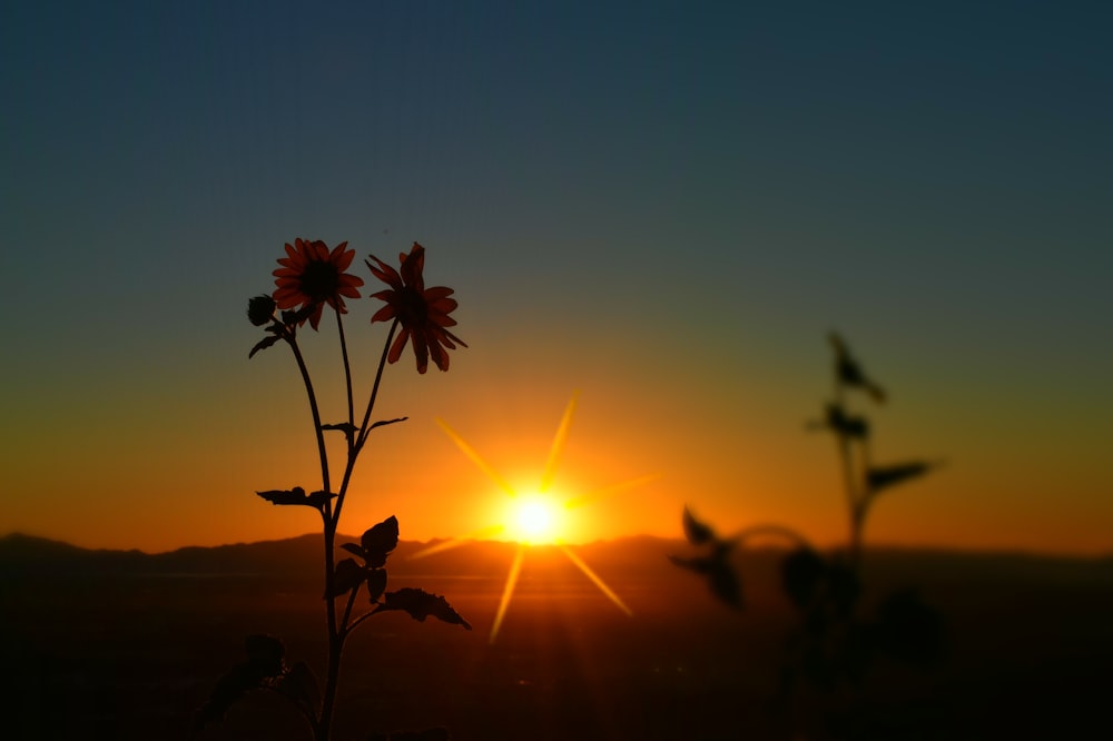 Silhouettenfotografie von Sonnenblumen