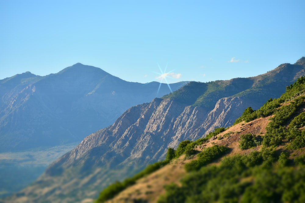 plants and mountains