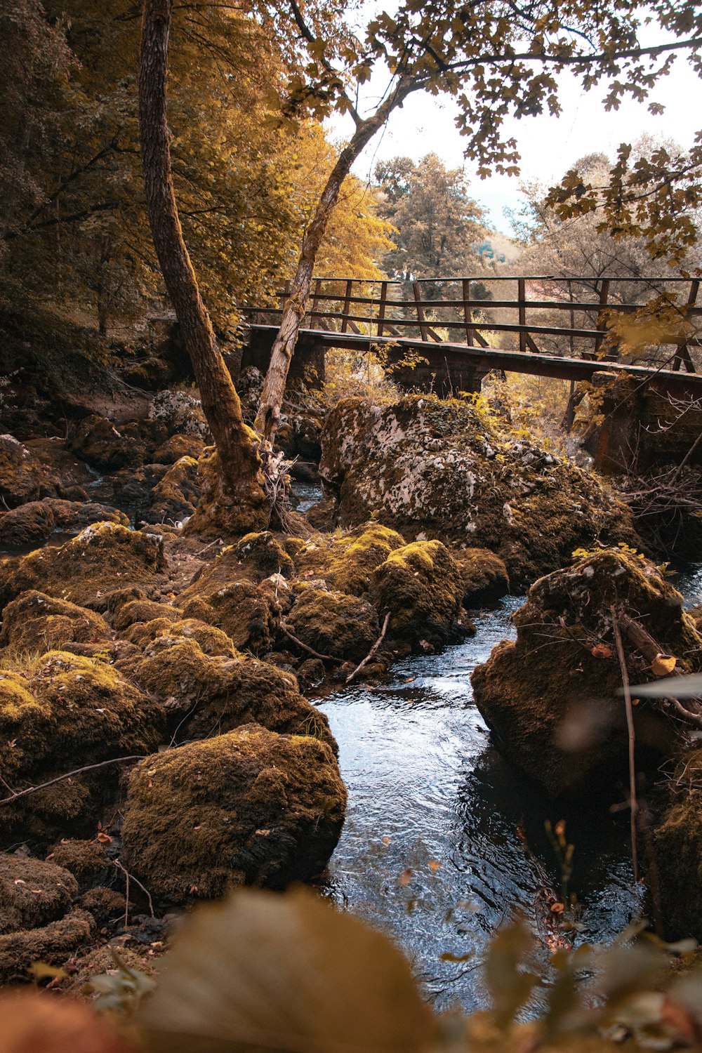 lake under bridge near tree