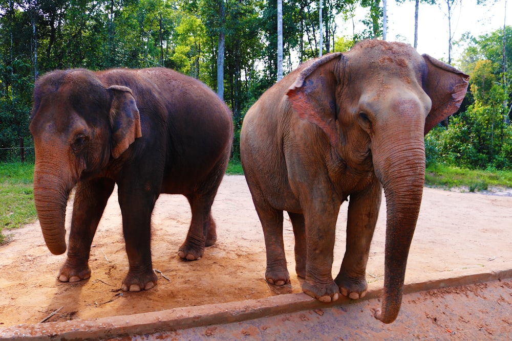 two brown elephants near trees