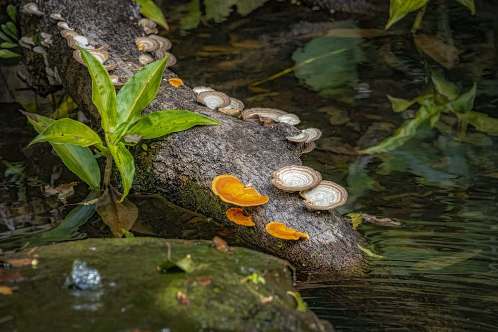 fungi on tree branch