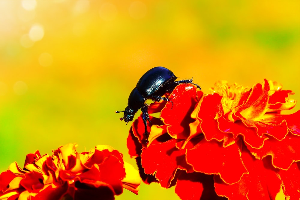 black bug on flower