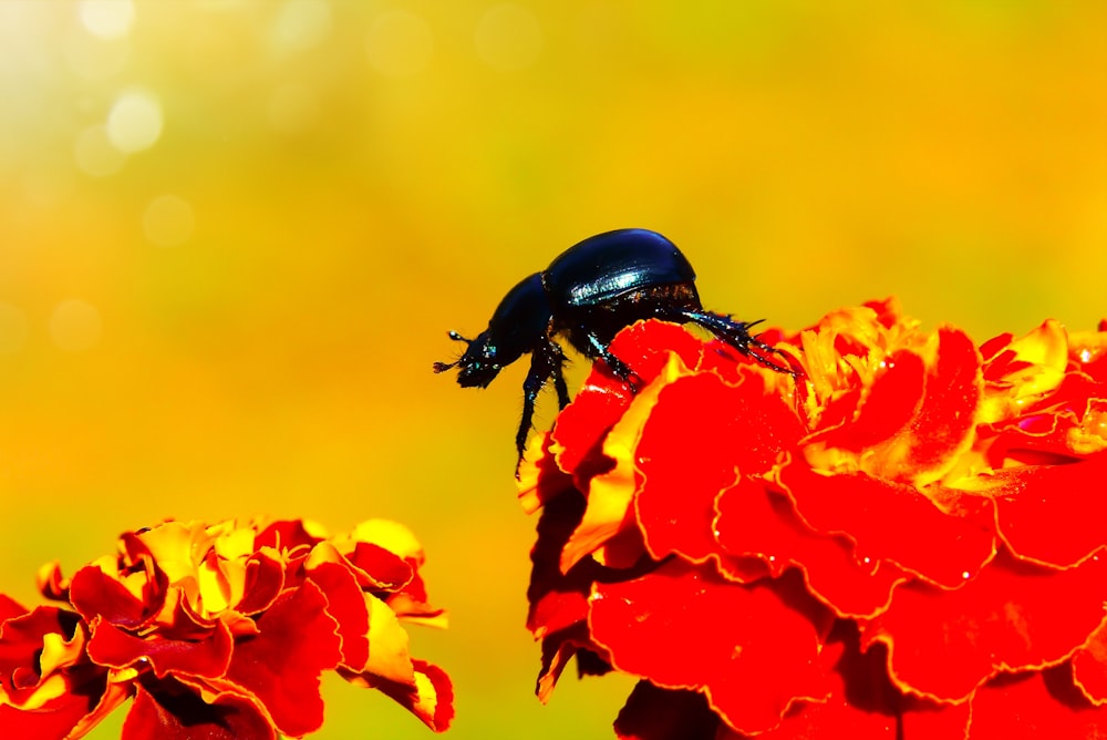 scarabeo nero in cima al fiore d'arancio