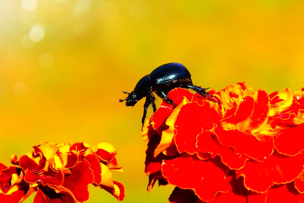 black beetle on top of orange flower