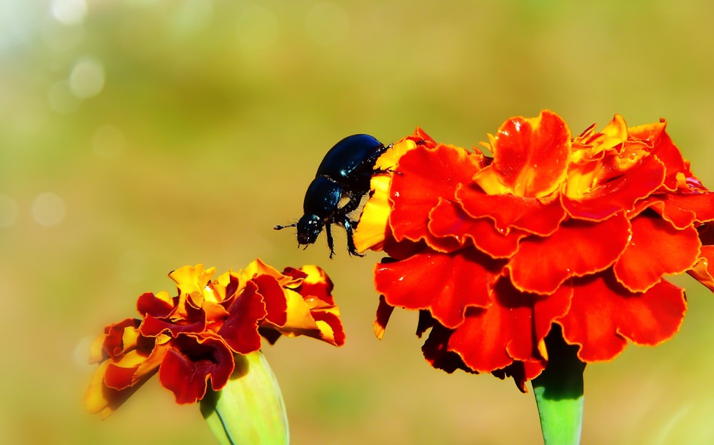 black bug on red petaled flower