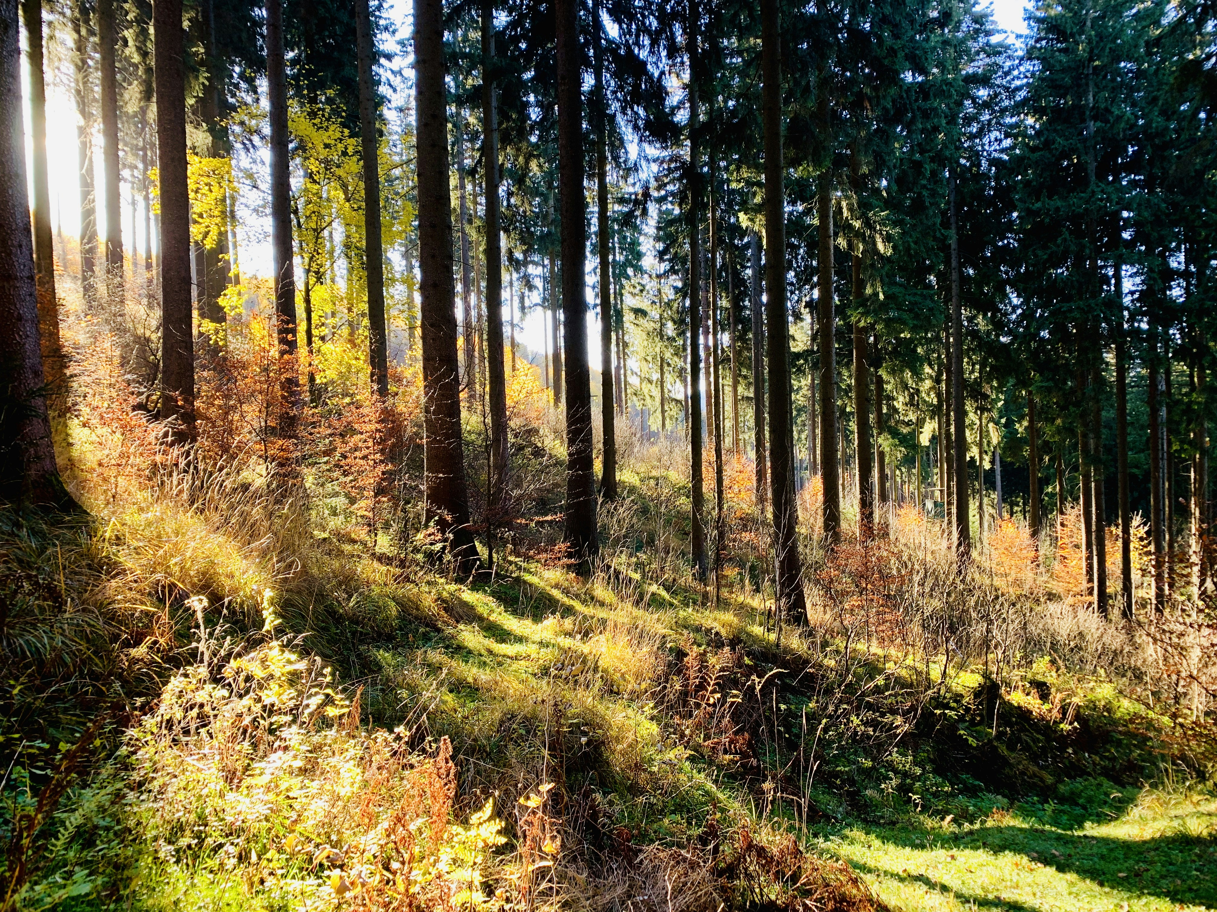 Photo by timotheus_froebel