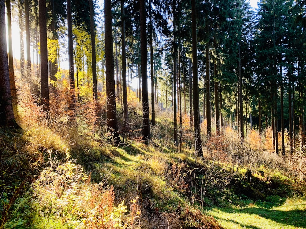 trees surrounded by grass