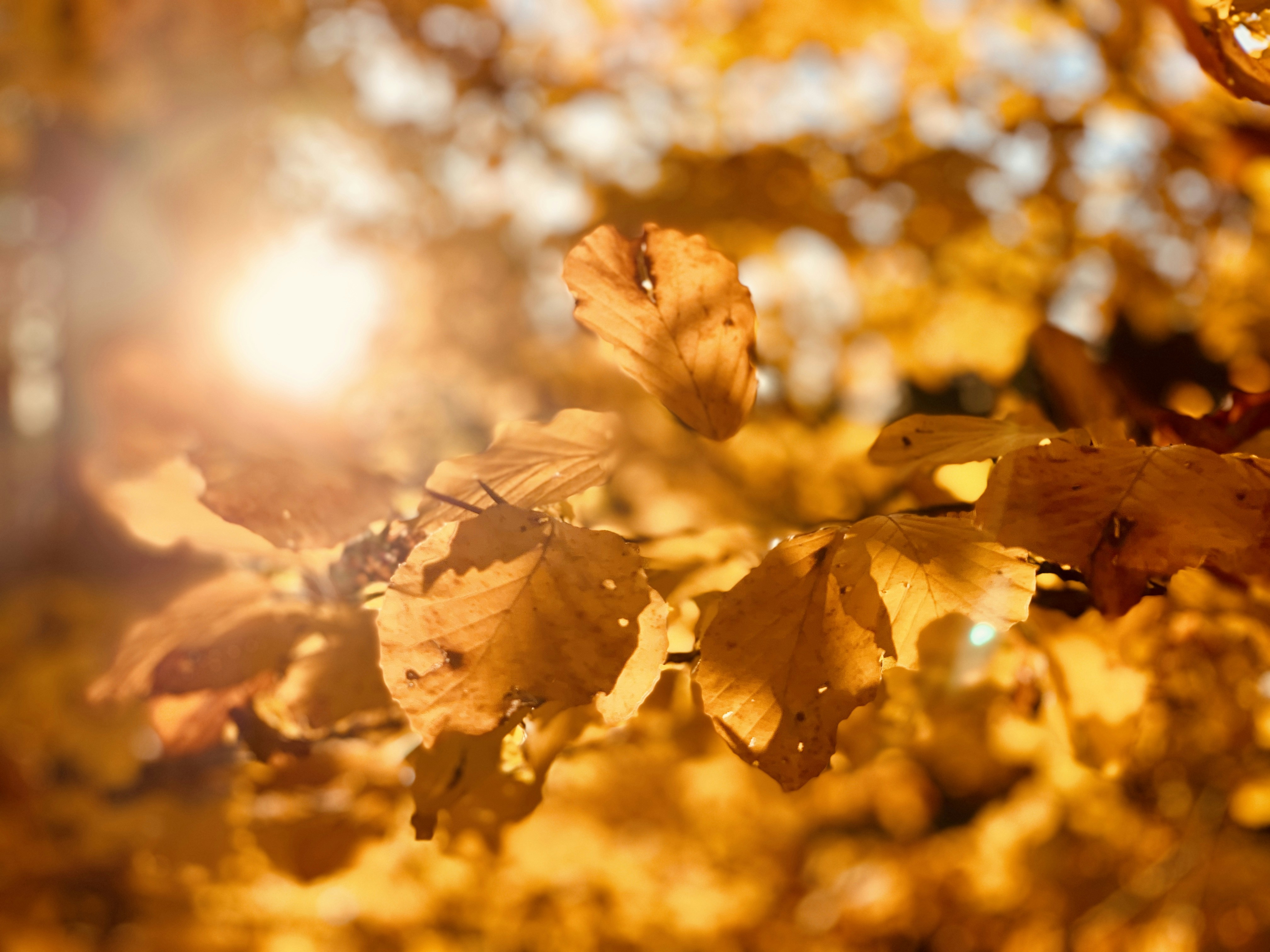 Photo by timotheus_froebel