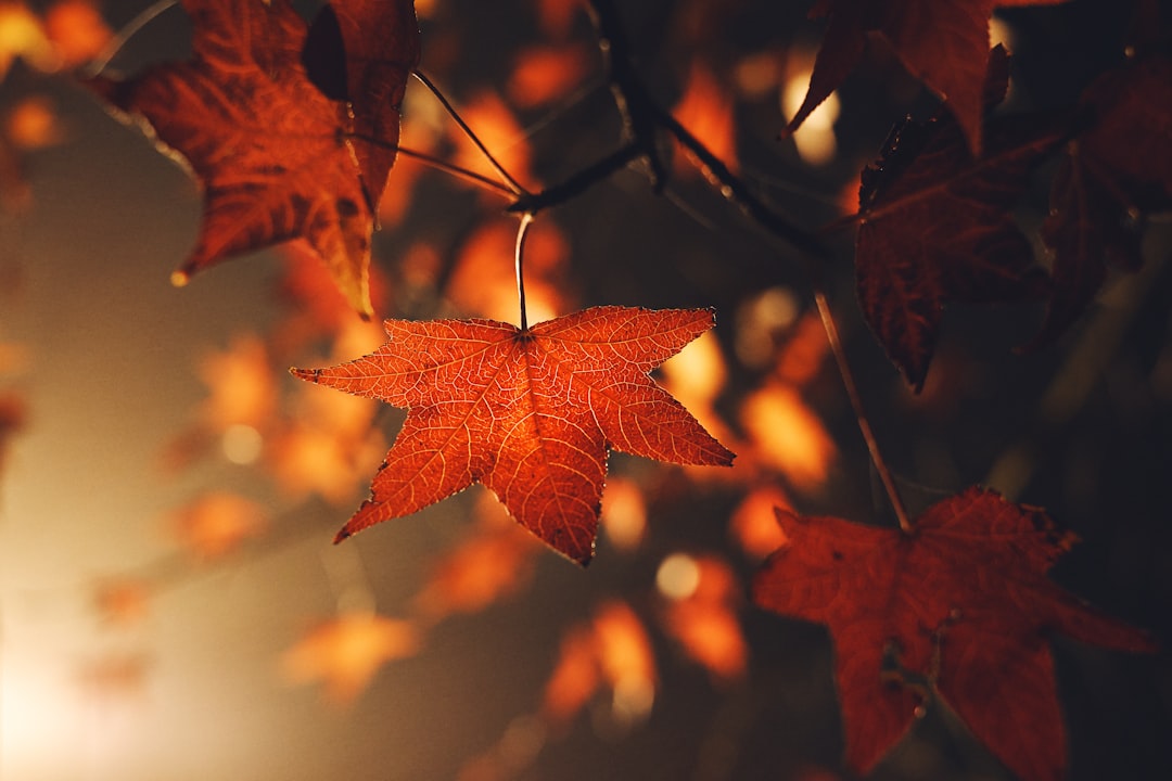 brown leafed plants