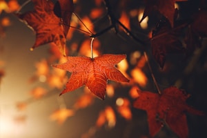 brown leafed plants