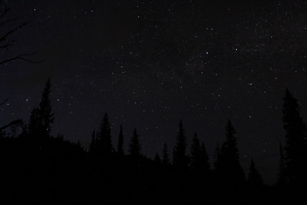 silhouette of trees