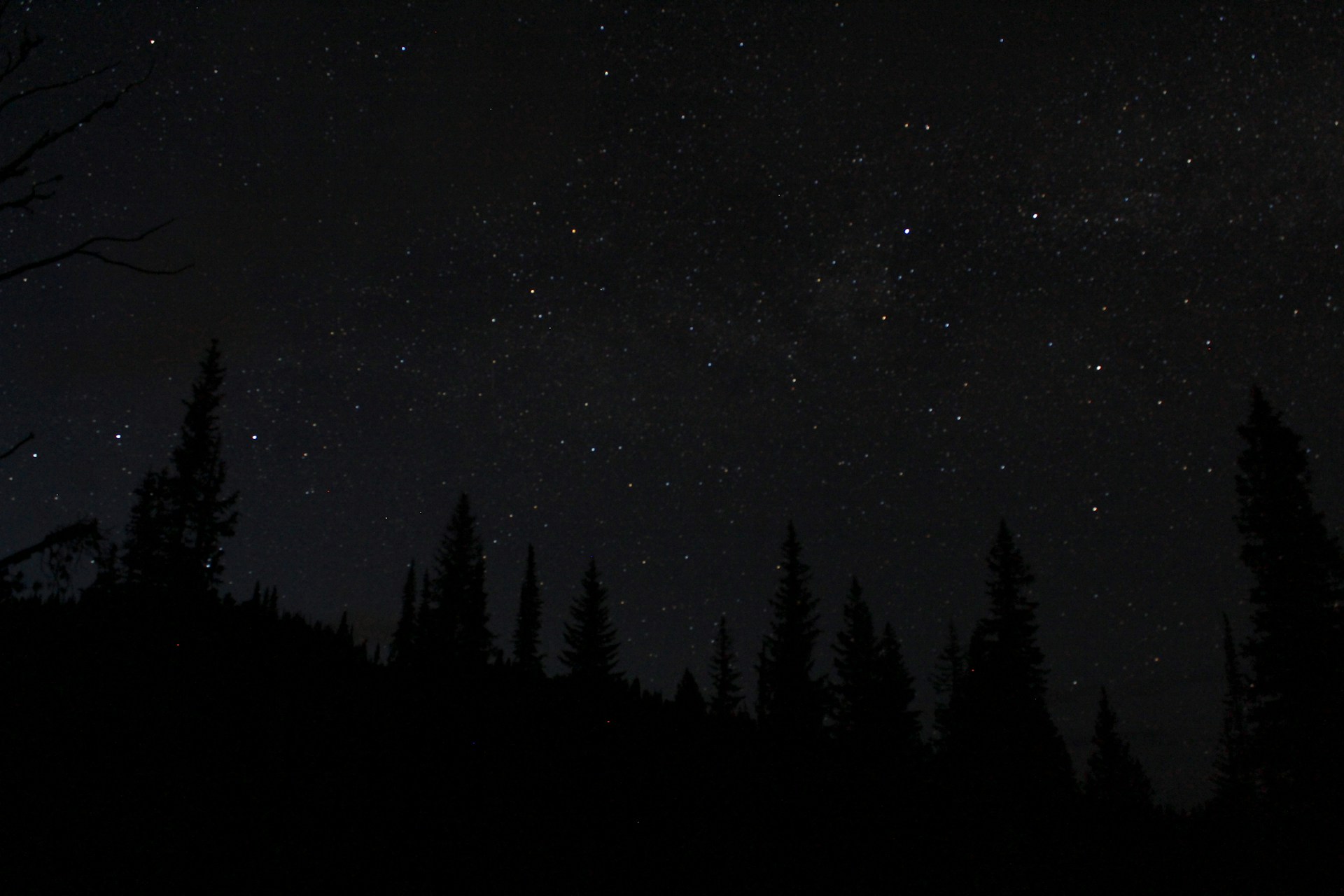 silhouette of trees