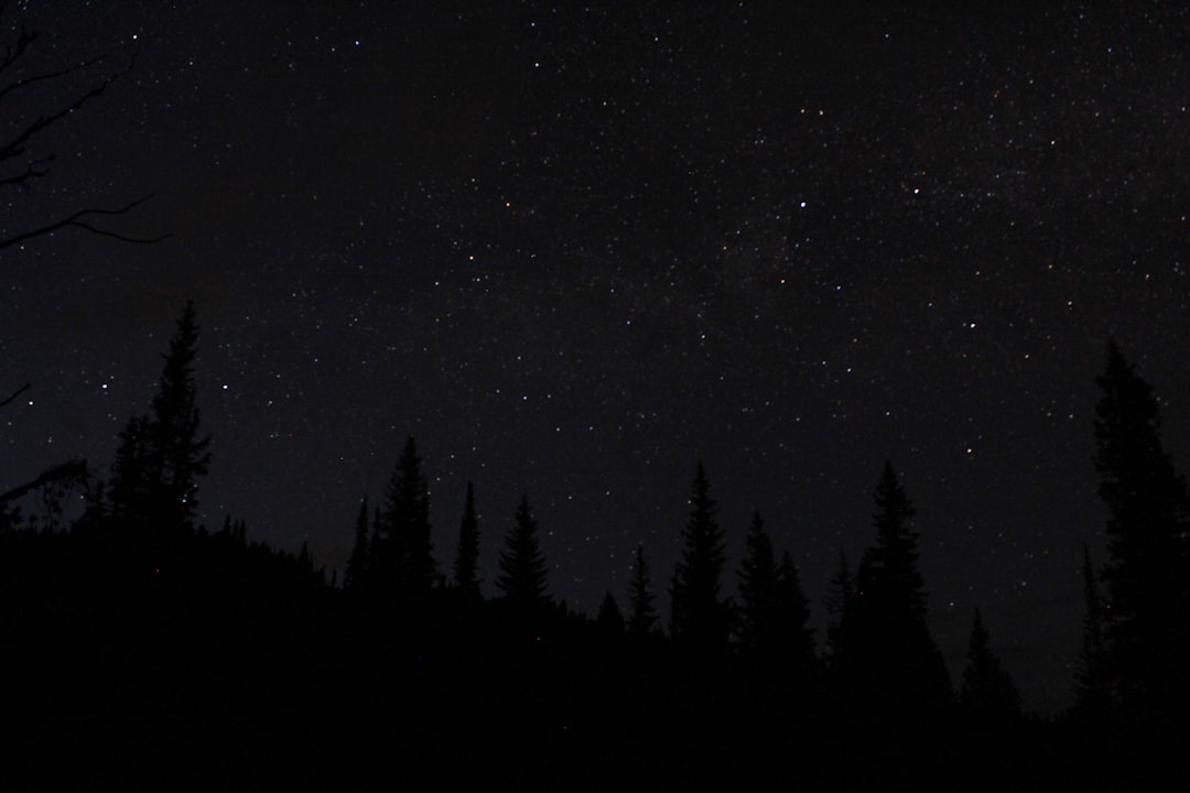 silhouette of trees,