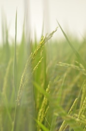 A close-up view of lush green rice plants with elongated leaves and clusters of ripening rice grains. The image has a soft, natural blur creating a tranquil and serene ambience while emphasizing the vibrant greenery.
