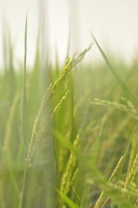 A close-up view of lush green rice plants with elongated leaves and clusters of ripening rice grains. The image has a soft, natural blur creating a tranquil and serene ambience while emphasizing the vibrant greenery.