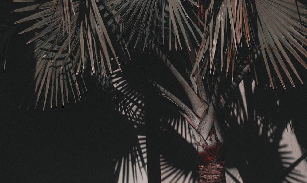 Photographie en gros plan de palmier à feuilles vertes