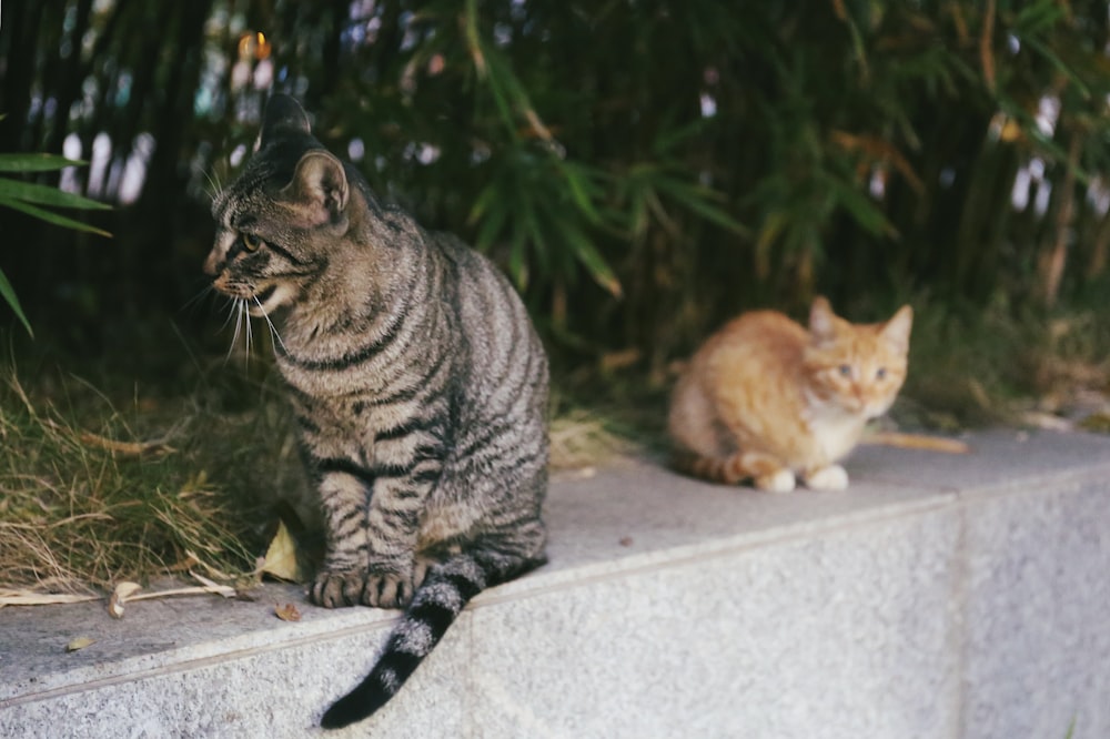 grey tabby cat beside orange tabby cat