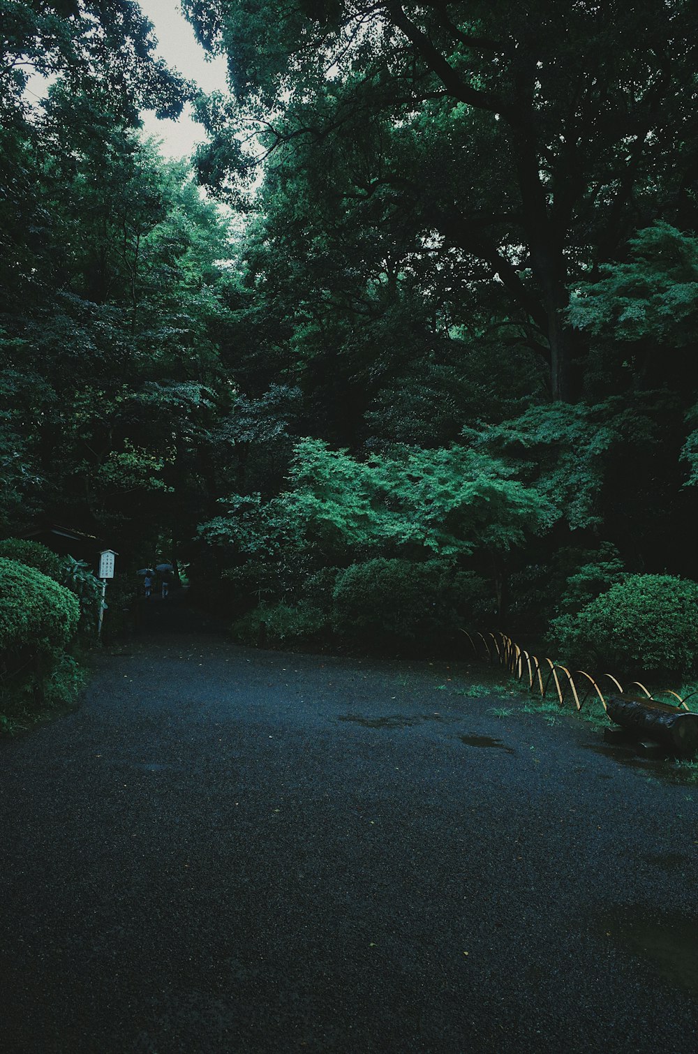 empty pathway surrounded of trees during daytime