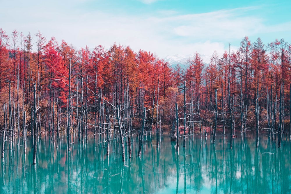 red trees and body of water view