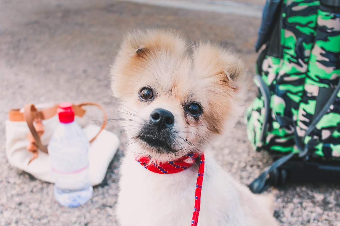 white and brown dog