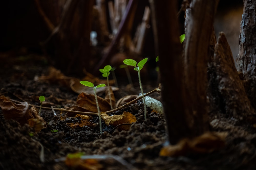 green plants