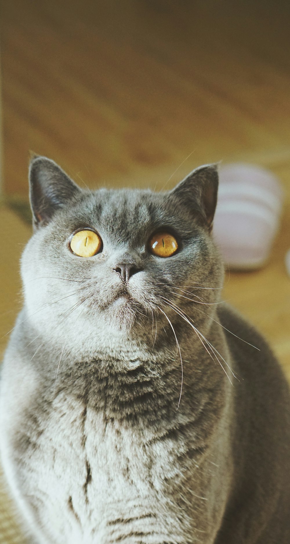 gray cat on brown floor